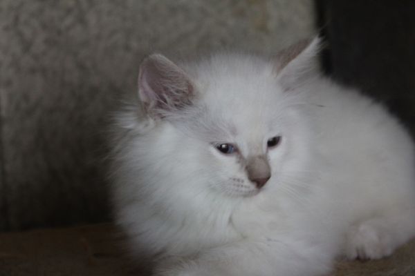 Ragdoll cucciolo con pedigree. ragdollcuccioloconpedigree-68aaadc5675b1.jpeg