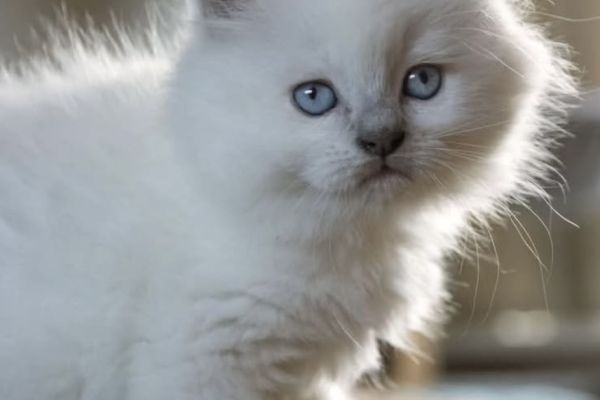 Ragdoll cucciolo con pedigree. ragdollcuccioloconpedigree-68aaaddb8cd7e.jpeg