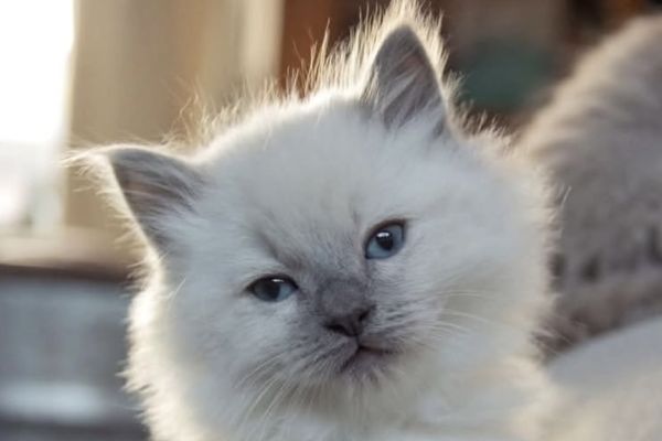Ragdoll cucciolo con pedigree. ragdollcuccioloconpedigree-68aaae1b1ff60.jpeg