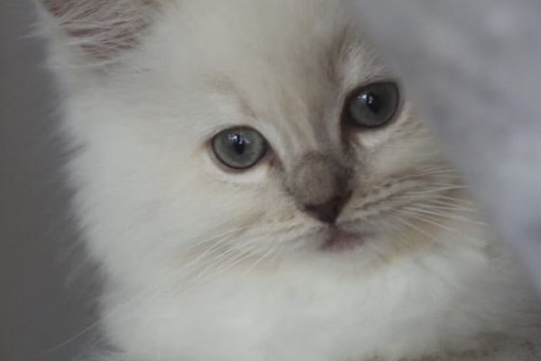 Ragdoll cucciolo con pedigree. ragdollcuccioloconpedigree-68aaae707a4bb.jpeg