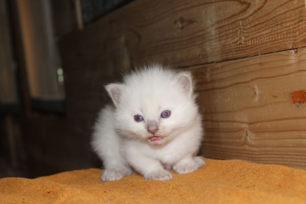Ragdoll cucciolo con pedigree. ragdollcuccioloconpedigree-68f9f572dbc96.jpeg
