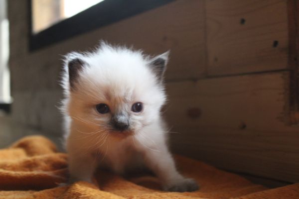 Ragdoll cucciolo con pedigree. ragdollcuccioloconpedigree-68fb5aa8ec97a.jpeg