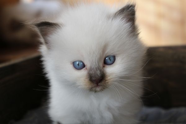 Ragdoll cucciolo con pedigree. ragdollcuccioloconpedigree-690aecf7cc82b.jpeg