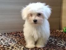 maltese