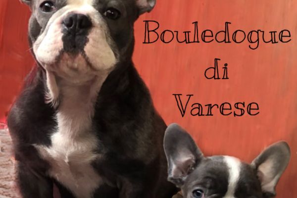 Bulldog francese Bouledogue Blue bulldogfrancesebouledogueblue.jpeg