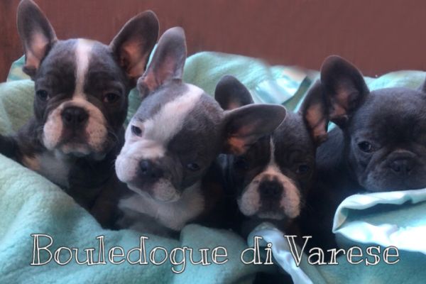 Bulldog francese Bouledogue Blue bulldogfrancesebouledogueblue1.jpeg