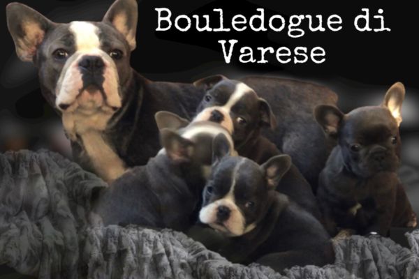 Bulldog francese Bouledogue Blue bulldogfrancesebouledogueblue123.jpeg