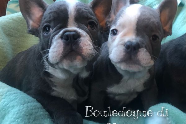 Bulldog francese Bouledogue Blue bulldogfrancesebouledogueblue1234.jpeg