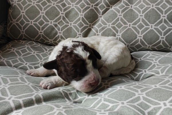 Cuccioli Lagotto cucciolilagotto1.jpg