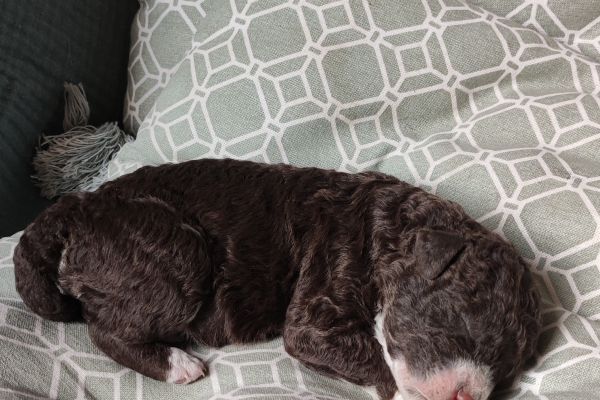 Cuccioli Lagotto cucciolilagotto123.jpg