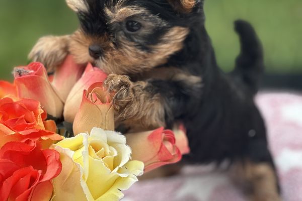 Yorkshire terrier yorkshireterrier12.jpeg
