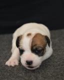 Jack Russell Terrier - Cuccioli Altamente Selezionati JackRussellTerrierCuccioliAltamenteSelezionati1.jpg