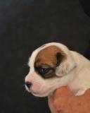 Jack Russell Terrier - Cuccioli Altamente Selezionati JackRussellTerrierCuccioliAltamenteSelezionati12345.jpg