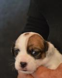 Jack Russell Terrier - Cuccioli Altamente Selezionati JackRussellTerrierCuccioliAltamenteSelezionati123456.jpg