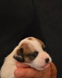 Jack Russell Terrier - Cuccioli Altamente Selezionati JackRussellTerrierCuccioliAltamenteSelezionati12345678.jpg