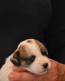 Jack Russell Terrier - Cuccioli Altamente Selezionati JackRussellTerrierCuccioliAltamenteSelezionati123456789.jpg