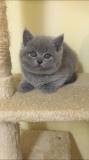 british shorthair britishshorthair.jpg