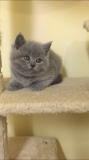 british shorthair britishshorthair1.jpg