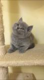 british shorthair britishshorthair12.jpg