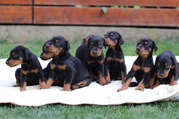 Doberman cuccioli dobermancuccioli1.jpg