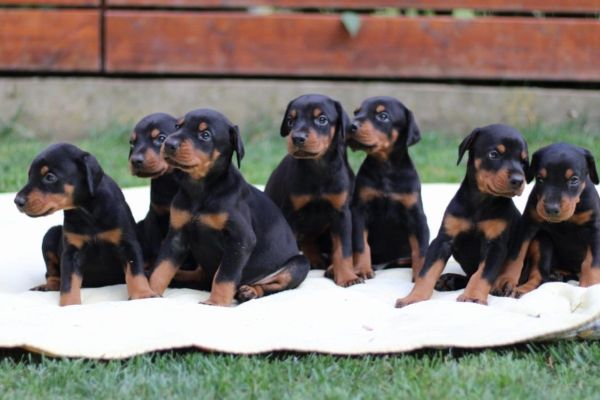 Doberman cuccioli dobermancuccioli123.jpg