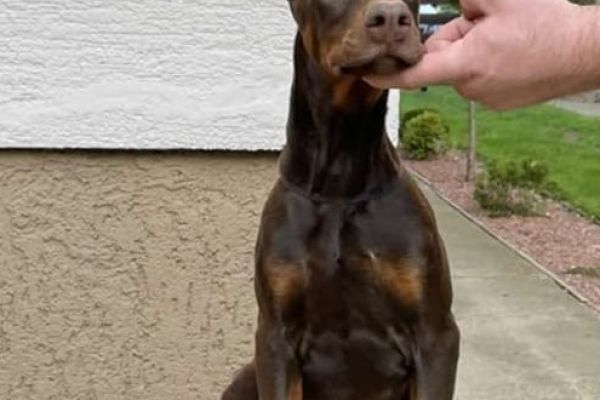 Doberman cuccioli dobermancuccioli1234.jpg