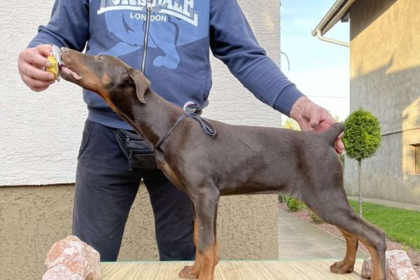 Doberman cuccioli dobermancuccioli12345.jpg
