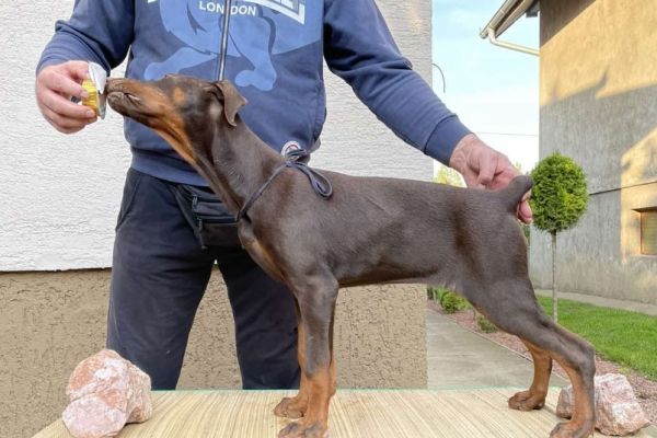 Doberman cuccioli dobermancuccioli123456.jpg