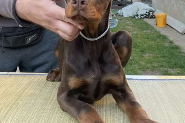 Doberman cuccioli dobermancuccioli1234567.jpg