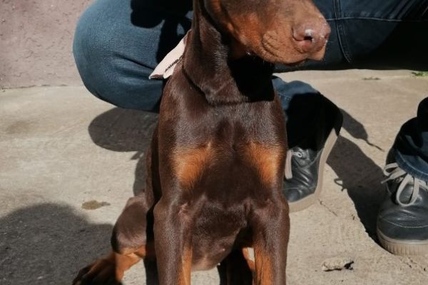 Doberman cuccioli dobermancuccioli123456789.jpg