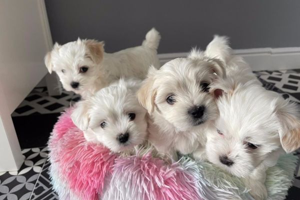 Maltese toy cuccioli maltesetoycuccioli.jpg