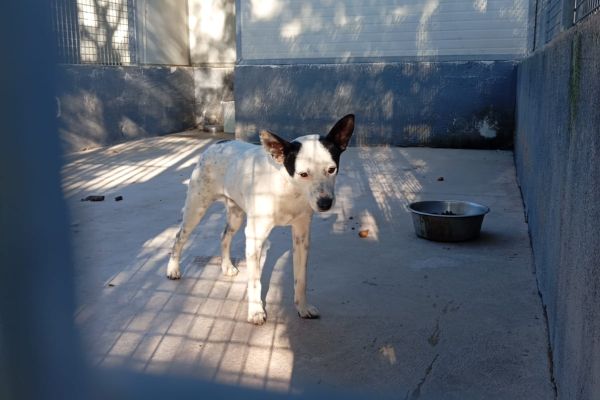 Milo, taglia piccola! (10kg) milotagliapiccola10kg.jpg