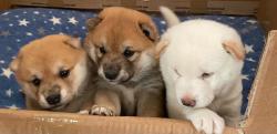Meravigliosi Cuccioli di Shiba Inu Giapponesi. MeravigliosiCucciolidiShibaInuGiapponesi.jpg