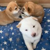 Meravigliosi Cuccioli di Shiba Inu Giapponesi. MeravigliosiCucciolidiShibaInuGiapponesi12.jpg