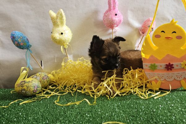 Chihuahua maschio pelo lungo go fuvo carbonato toy chihuahuamaschiopelolungogofuv12.jpg