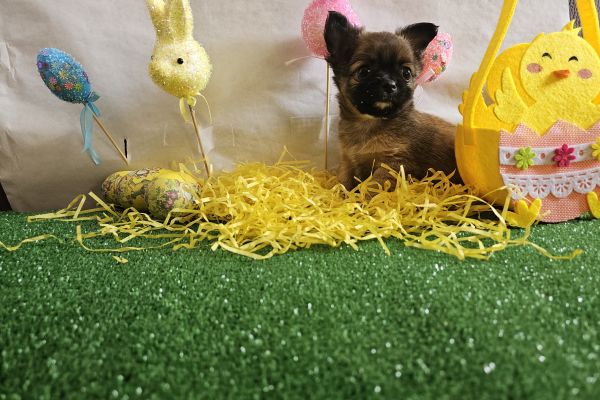 Chihuahua maschio pelo lungo go fuvo carbonato toy chihuahuamaschiopelolungogofuv123.jpg
