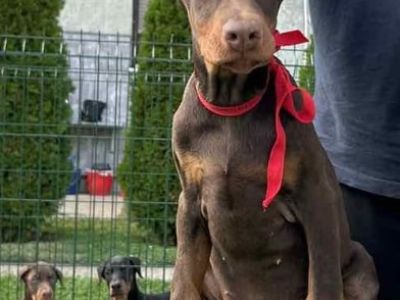 Doberman cuccioli dobermancuccioli.jpg