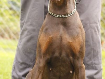 Doberman cuccioli dobermancuccioli1.jpg