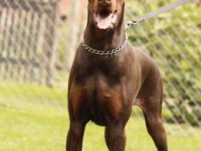 Doberman cuccioli dobermancuccioli12.jpg