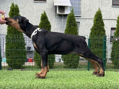 Doberman cuccioli dobermancuccioli123.jpg