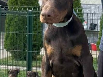 Doberman cuccioli dobermancuccioli1234.jpg