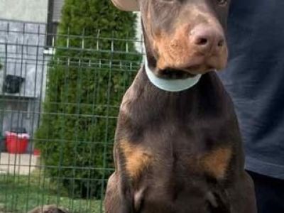 Doberman cuccioli dobermancuccioli12345.jpg