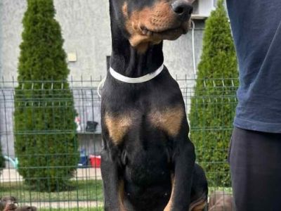 Doberman cuccioli dobermancuccioli12345678.jpg