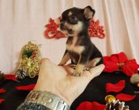 Chihuahua maschio nero focato Tea Cup minuscolo ChihuahuamaschionerofocatoTeaCupminuscolo1.jpg