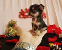 Chihuahua maschio nero focato Tea Cup minuscolo ChihuahuamaschionerofocatoTeaCupminuscolo123.jpg