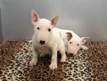 bull terrier miniature e...