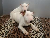 bull terrier miniature e standard bullterrierminiatureestandard1.jpg