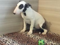 bull terrier miniature e...