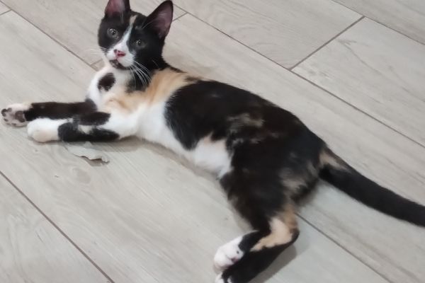 Dolcissime gattine cercano casa dolcissimegattinecercanocasa123.jpg