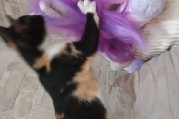 Dolcissime gattine cercano casa dolcissimegattinecercanocasa12345.jpg